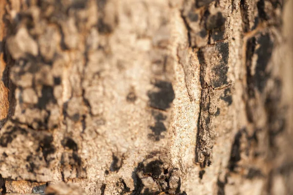 Corteza de madera vieja en el árbol — Foto de Stock