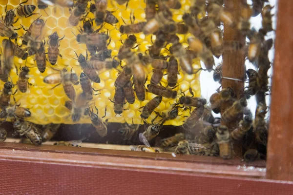 Demonstração de abelhas mel em uma colmeia de vidro — Fotografia de Stock
