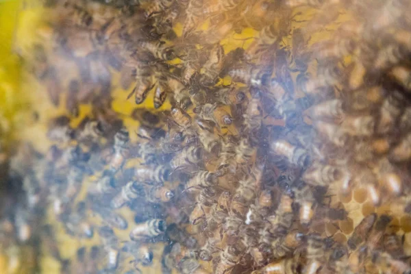 Méhek bemutatása üvegkaptárban — Stock Fotó