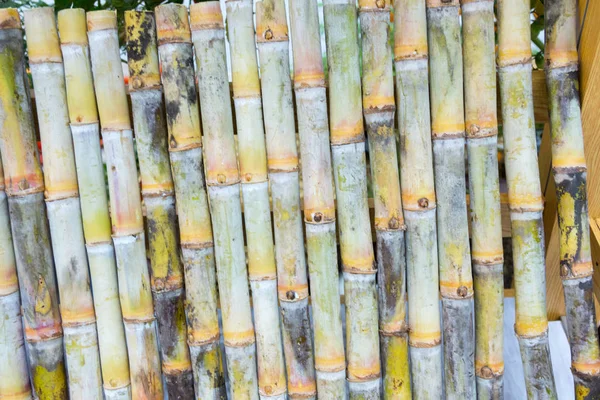 Close up de Segmento de cana-de-açúcar — Fotografia de Stock