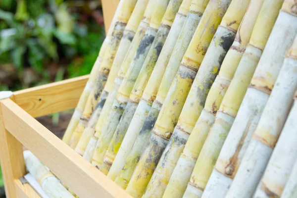 Close up of Segment of sugar cane — Stock Photo, Image