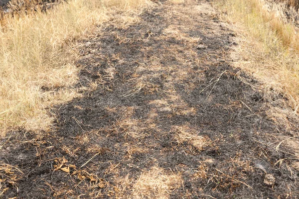 Rizières brûlées après la récolte en Thaïlande — Photo