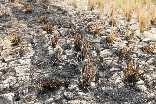 Рисові поля згоріли після збору в Таїланді — стокове фото