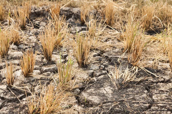 Campos de arroz queimados após a colheita na Tailândia — Fotografia de Stock