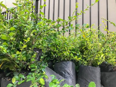 Bitkiler için poşetlerde küçük bir ağaç