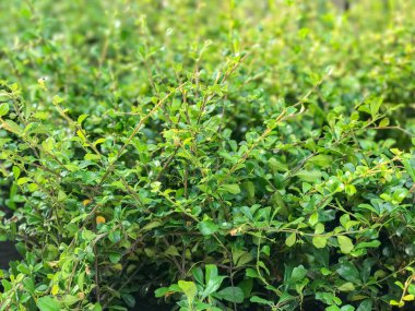 Bitkiler için poşetlerde küçük bir ağaç