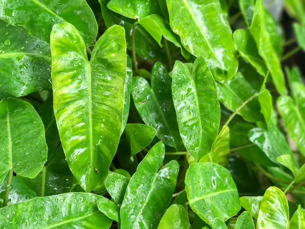 Close up του πράσινου Φύλλο Καρδιάς Philodendron — Φωτογραφία Αρχείου