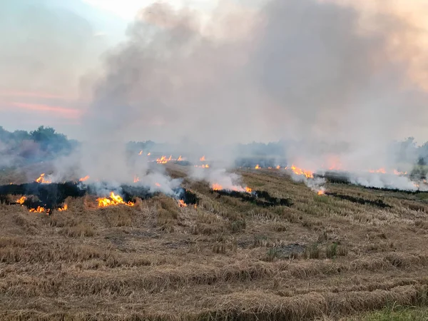 Queima de palha no campo na Tailândia — Fotografia de Stock