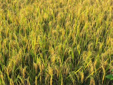 Pirinç Tarlası Tropikal Ülke Tayland 'da Hasat Hazırlığı