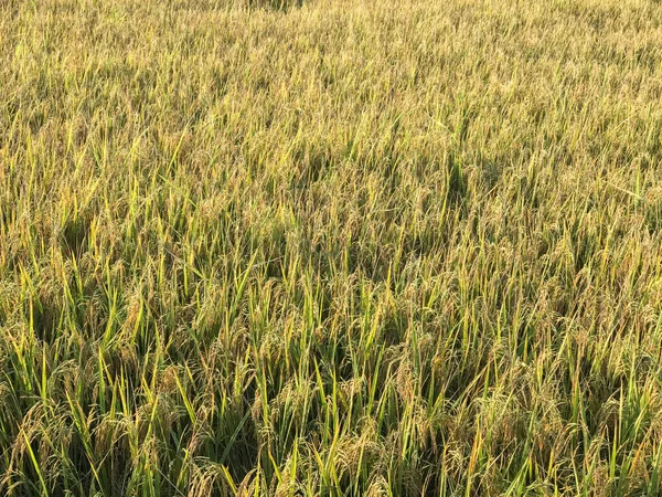 Rice Field Tropical Country Ready Harvest at thailand — стокове фото