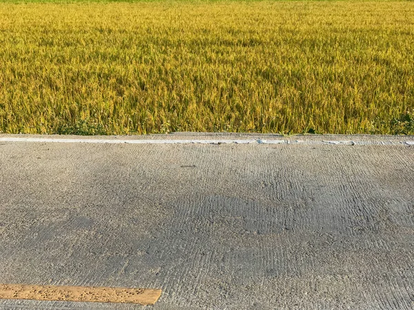 Rice Field Tropical Country Ready Skörda på thailand — Stockfoto