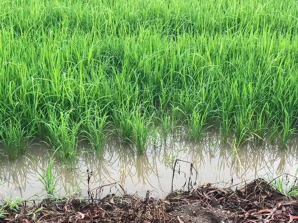 Rizs mező Trópusi ország kész betakarítás Thaiföldön — Stock Fotó