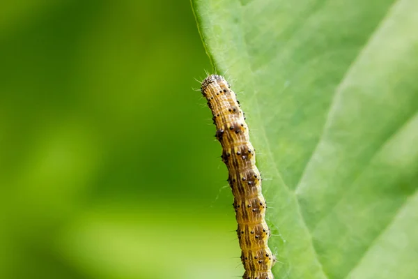 Közel Cotton bollworm a leveleken — Stock Fotó