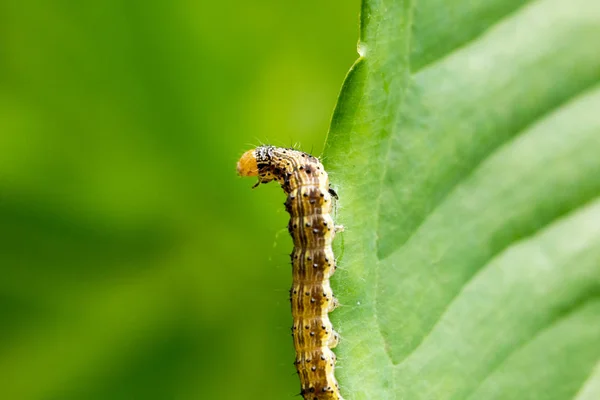 Κλείσιμο του βαμβακιού bollworm στα φύλλα — Φωτογραφία Αρχείου