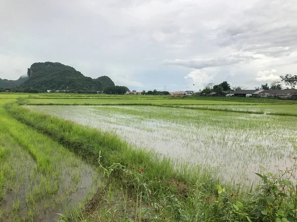 Flood in rice field and mountain at Phatthalung thailand — Stock Photo, Image