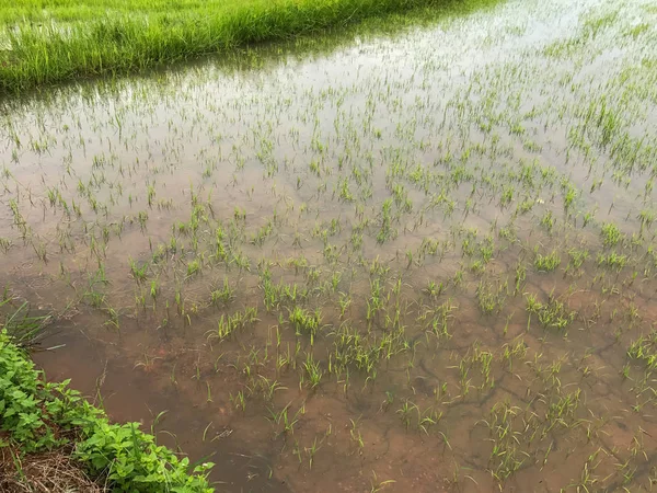 Flood in rice field at Phatthalung thailand — Stock Photo, Image