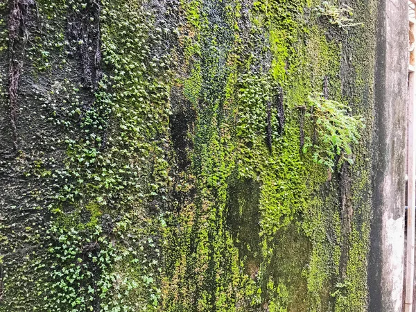 Moss en la pared de hormigón textura de fondo — Foto de Stock