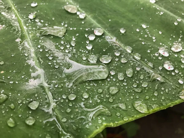 Close up of Drop of water on Leaf — Stock Photo, Image