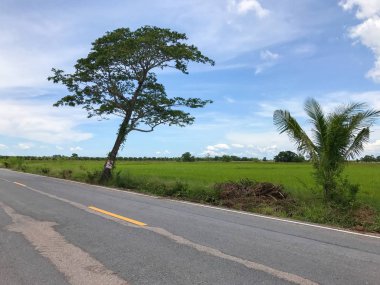 Local concrete road with tree at thailand