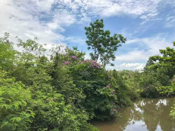 Färsk kanal i skogen vid thailand — Stockfoto