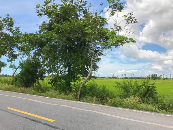 Strada locale in cemento con albero in Thailandia — Foto Stock
