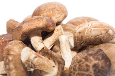 Shiitake Mushroom on white plate isolated on white