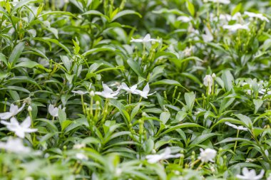 close up of Little white flower bush