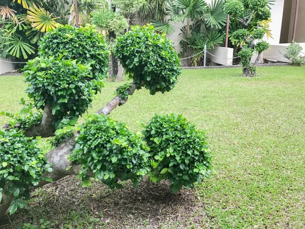 Green Siamese rough bush in the garden — Stok fotoğraf