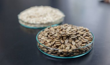 close up of Watermelon seed on black background on plate