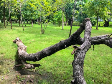 dead tree in the park at thailand