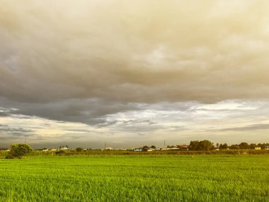 outdoor scene rice field in the evening sun