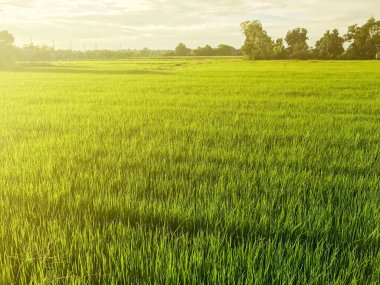 outdoor scene rice field in the evening sun