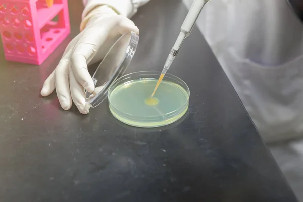 Naukowiec wysysający próbkę płynu na płytce w laboratorium — Zdjęcie stockowe