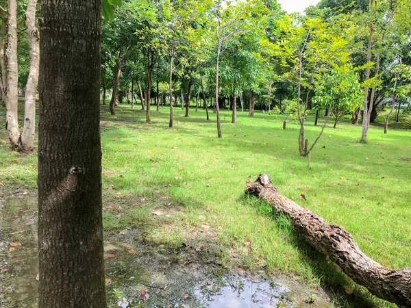 タイの公園の枯れ木 — ストック写真