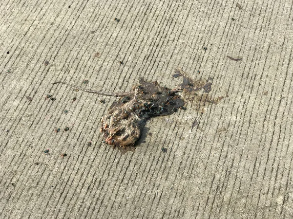 タイの路上で死んだネズミが — ストック写真