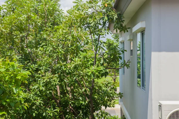 Árbol cerca de la ventana de la casa moderna en Tailandia — Foto de Stock