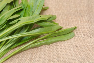 Culantro 'yu Tayland' da çuvala koy.