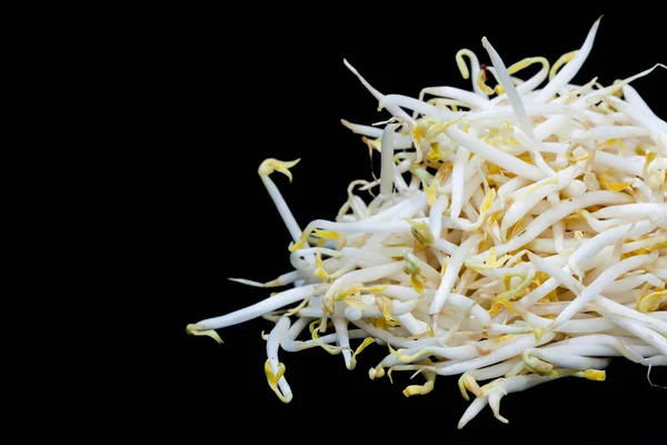 Close up mung bean sprout on black background — 스톡 사진