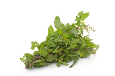 Sıcak fesleğen yaprakları beyaz arkaplanda izole