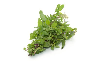 Sıcak fesleğen yaprakları beyaz arkaplanda izole