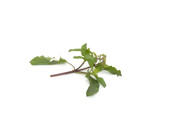 Varm basilika blad isolerad på vit bakgrund — Stockfoto