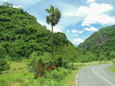 Phatthalung Tayland 'da yerel beton yol ve ağaç