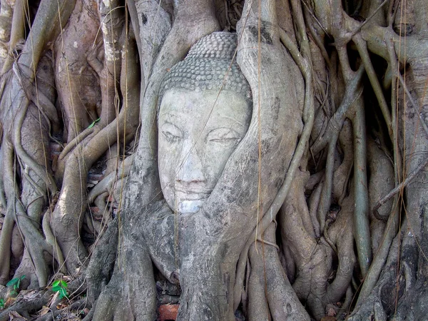 Budda posąg głowy w korzeniu drzewa w Ayutthaya, Tajlandia. — Zdjęcie stockowe