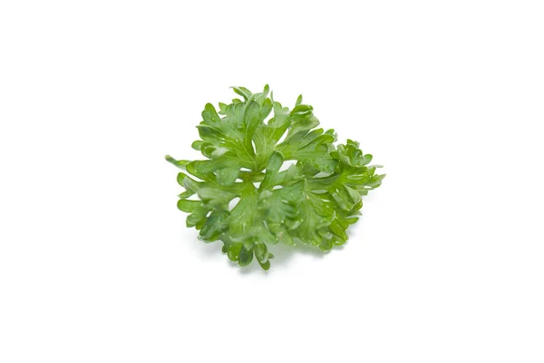 Close up of parsley isolated on white background — ストック写真