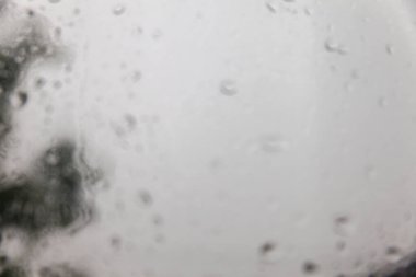 Trees on windy at heavy rainy day