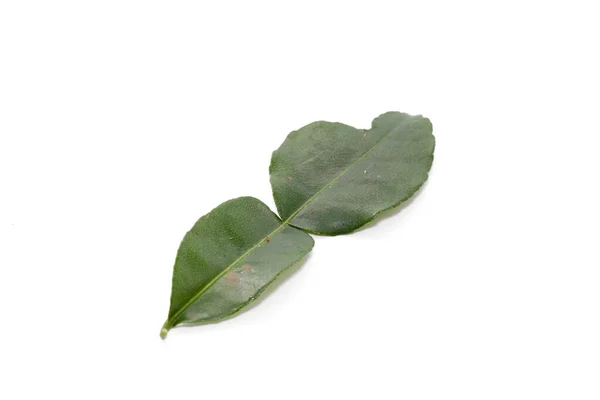 Kaffir Lime Leaves isolated on white background — Stock Photo, Image