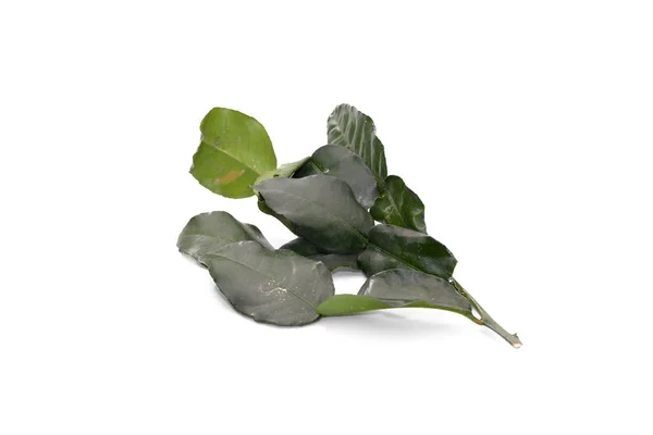 Φύλλα kaffir lime που απομονώνονται σε λευκό φόντο — Φωτογραφία Αρχείου