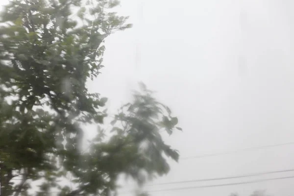 Δέντρα με αέρα σε βαριά βροχερή μέρα — Φωτογραφία Αρχείου