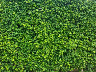 texture of nature tree wall background texture