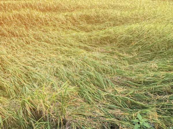 Жовте рисове поле вранці на Тайландфілді в морніні — стокове фото